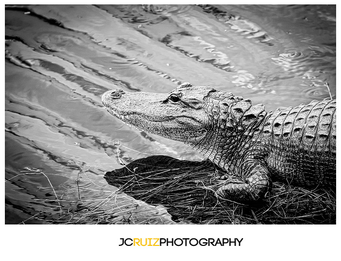 Everglades alligator