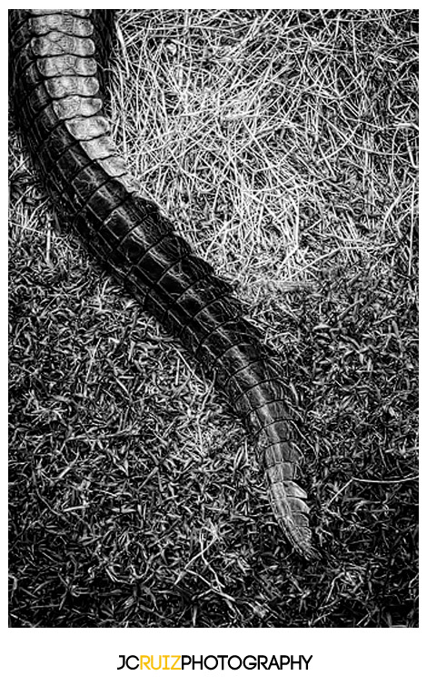 Everglades alligator