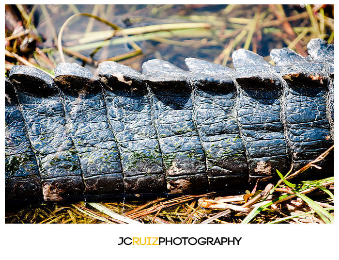 Shark Valley Alligator