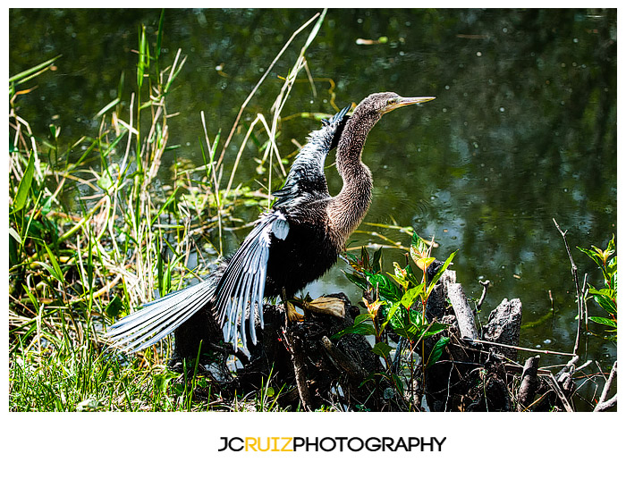 Shark Valley Anhinga