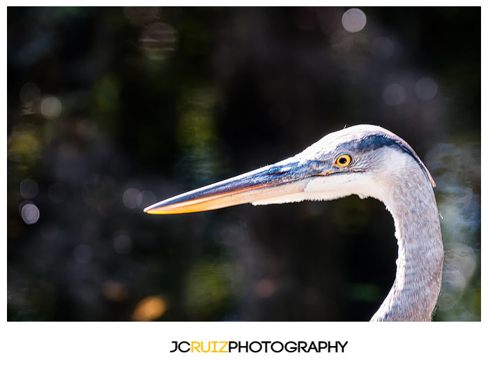 Great Blue Heron Everglades