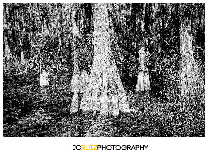 Cypress Strand Big Cypress National Preserve