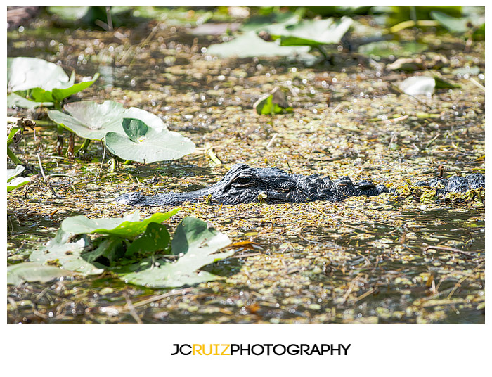 Shark Valley Alligator