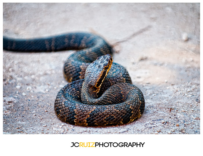 Everglades Water Moccasin