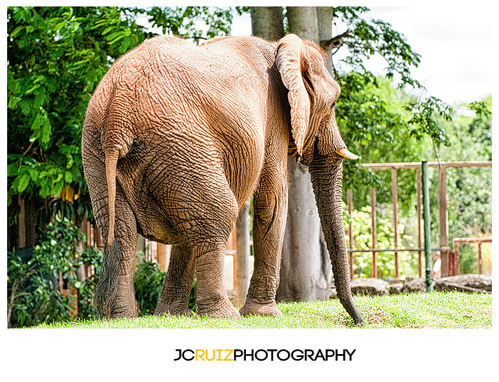 Zoo Miami Elephant