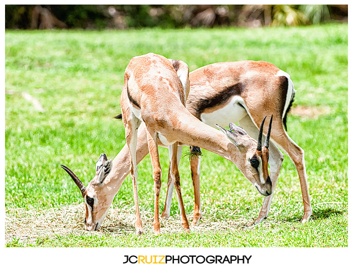 Zoo Miami Gazelle