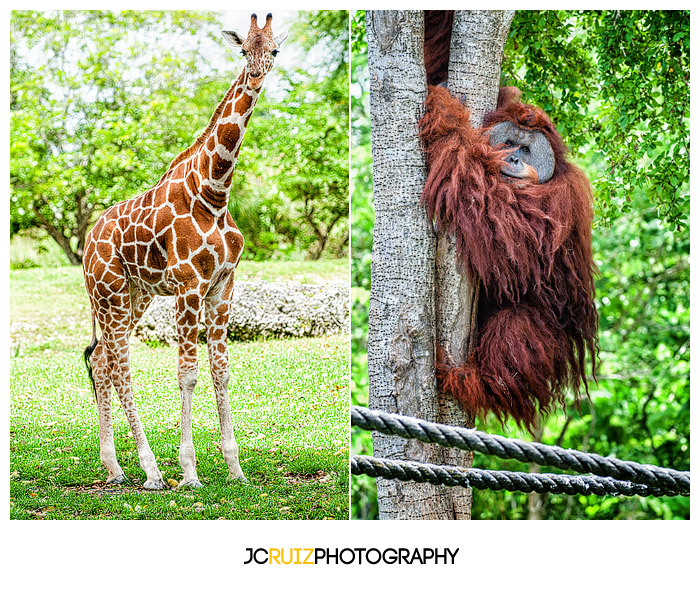 Zoo Miami Giraffe