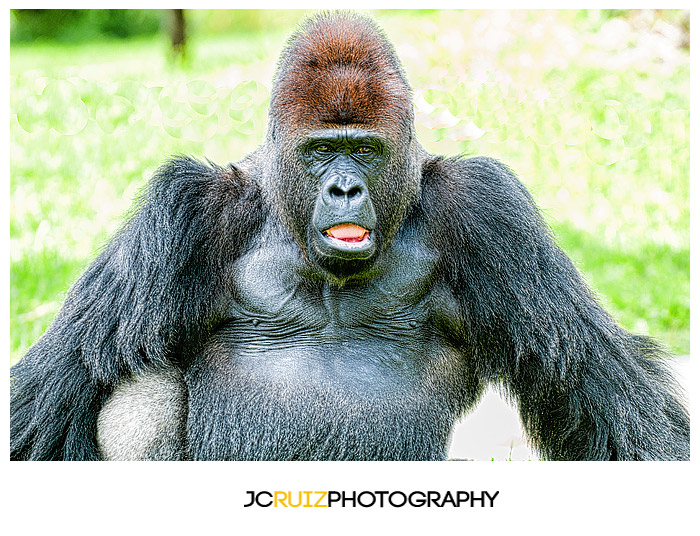 Zoo Miami Gorilla
