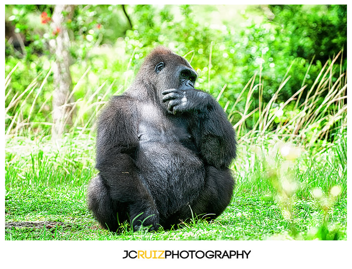 Zoo Miami Gorilla