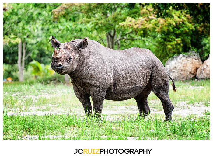 Zoo Miami Rhino
