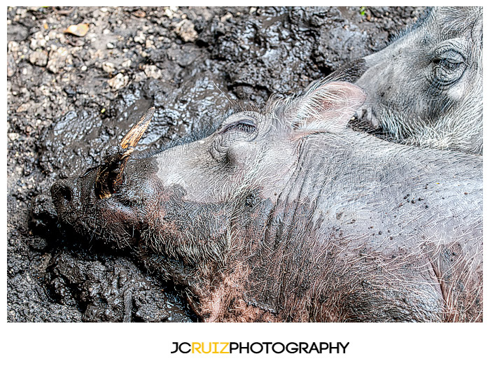Zoo Miami Warthogs