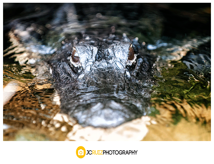 Everglades Alligator