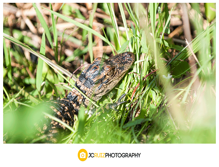 Everglades baby alligator