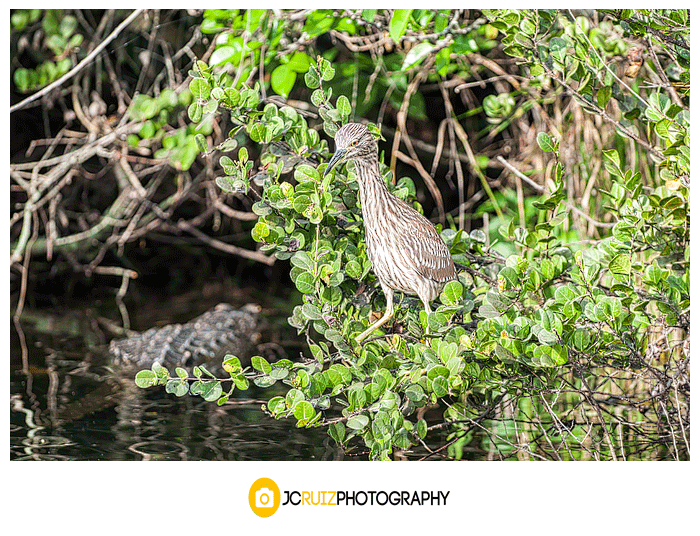 Juvenile Black Crown Night Heron