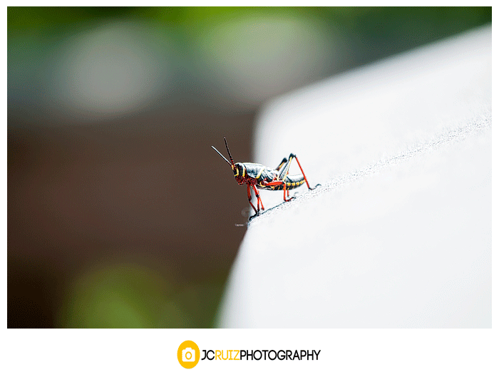 Lubber grasshopper