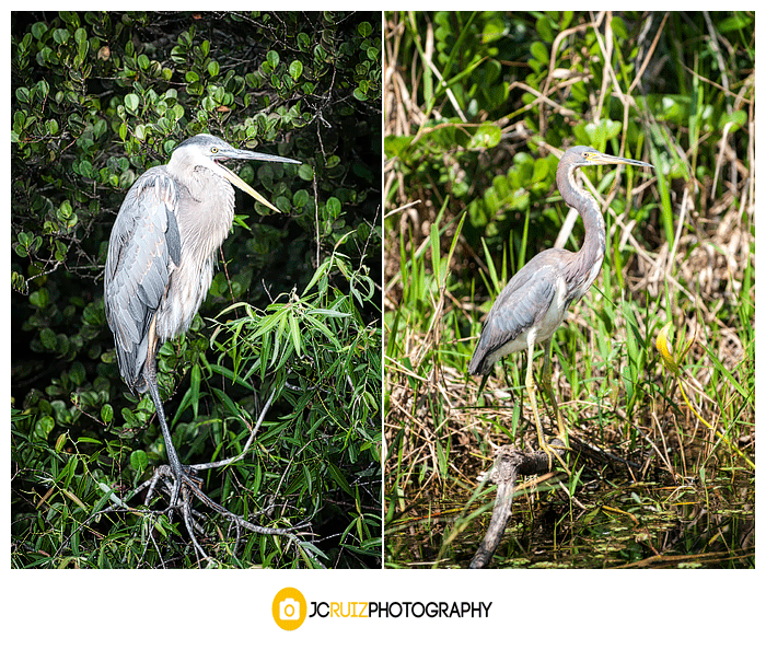 Shark Valley Herons