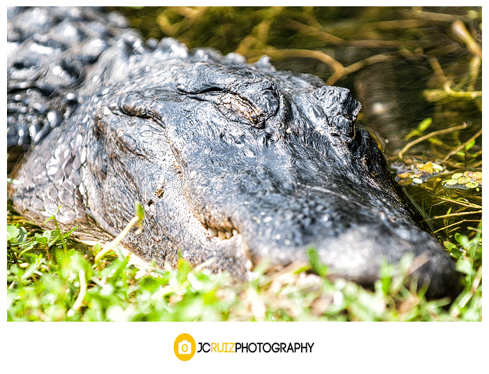 Alligator shark valley