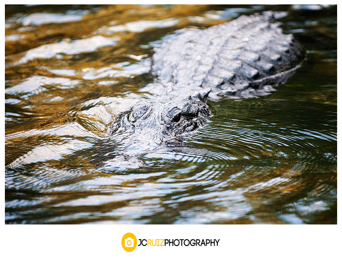 Big Cypress alligator