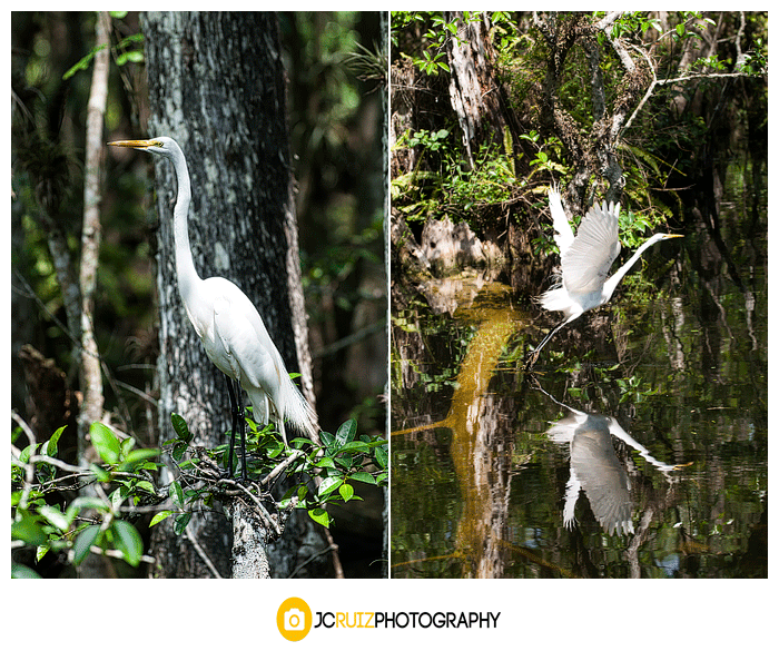 Evergldes great egret