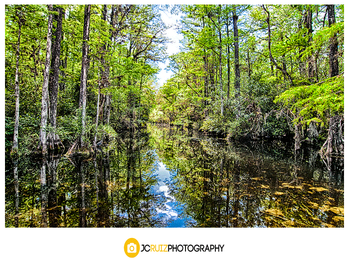 Everglades Sweetwater Strand