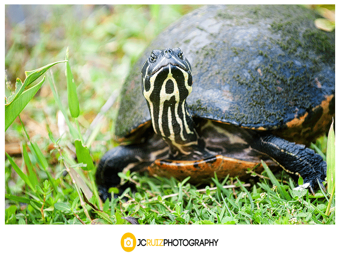 Everglades Wildlife