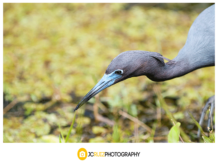 Reddish Egret