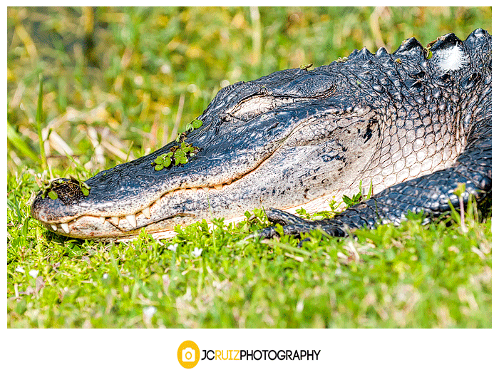 Shark Valley alligator