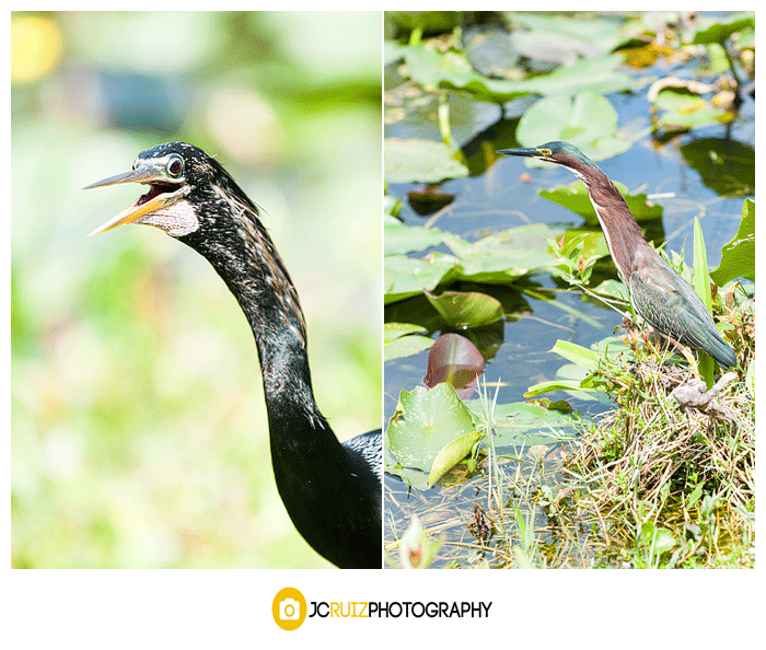 Shark Valley birds