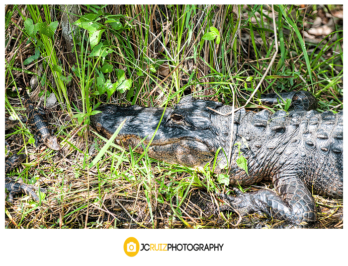 Shark Valley Alligator