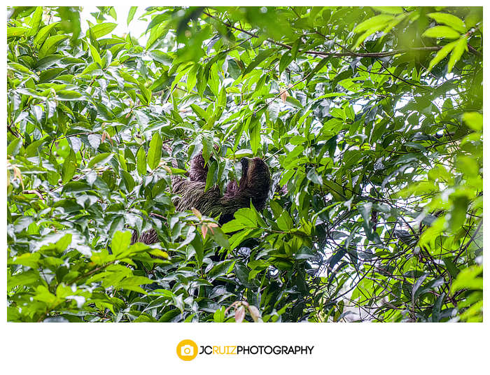 Costa Rica 3 toed sloth
