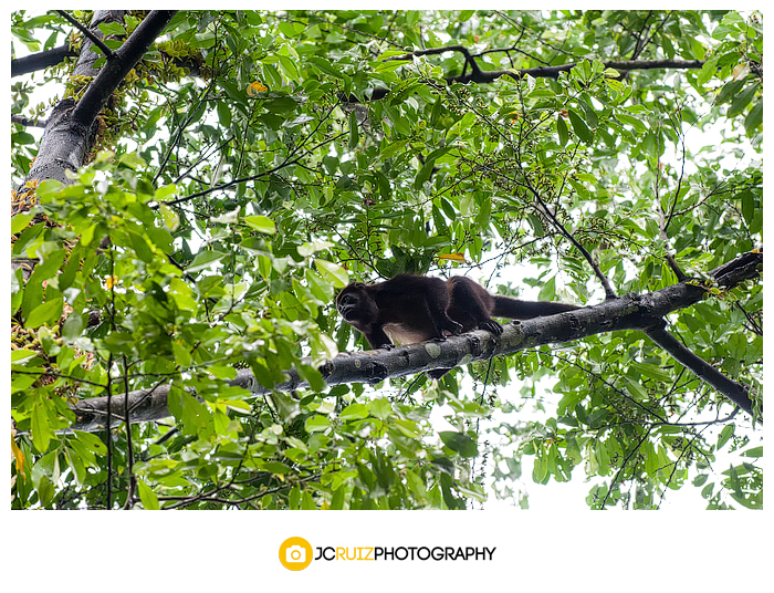 Costa Rica Howler monkey