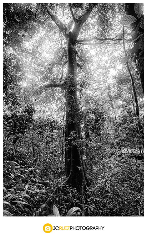 Costa Rica rainforest