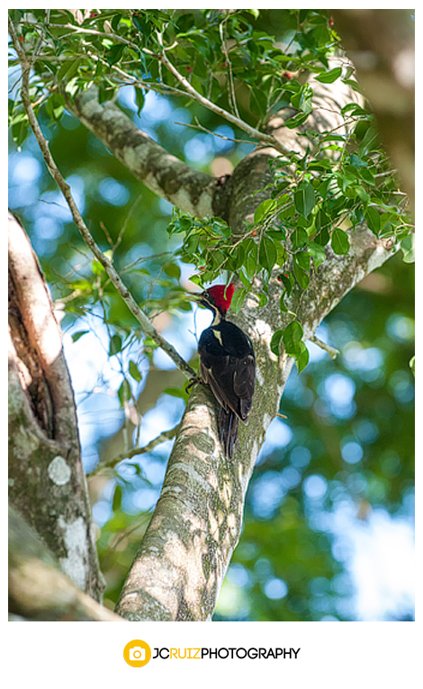 Costa Rica pileated woodpecker