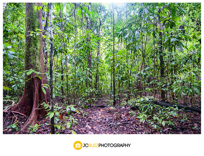 Rainforests in  Costa Rica
