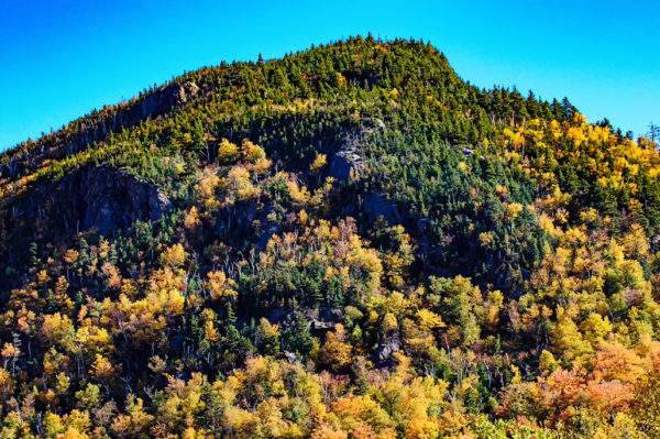 foliage white mountains