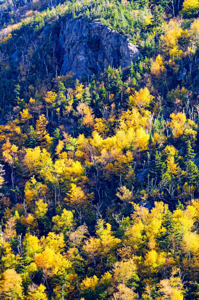 white mountains foliage