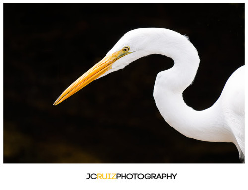 Great Egret Everglades