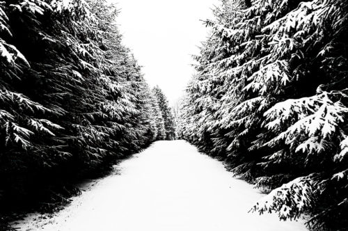 Maudslay State Park