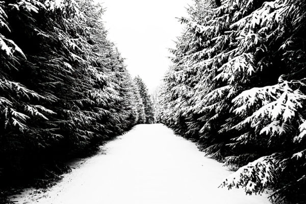 Maudslay State Park