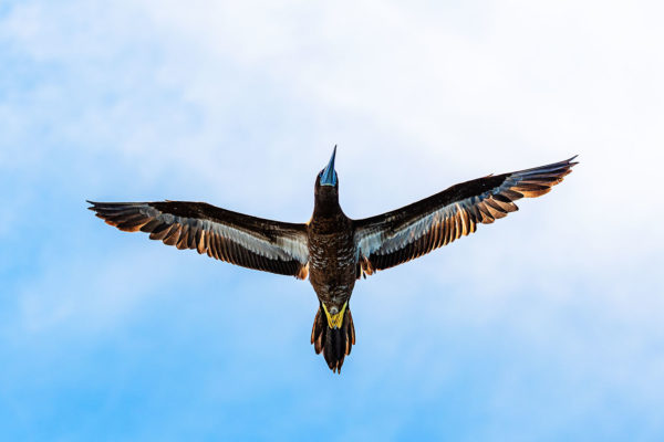 Brown booby in flight