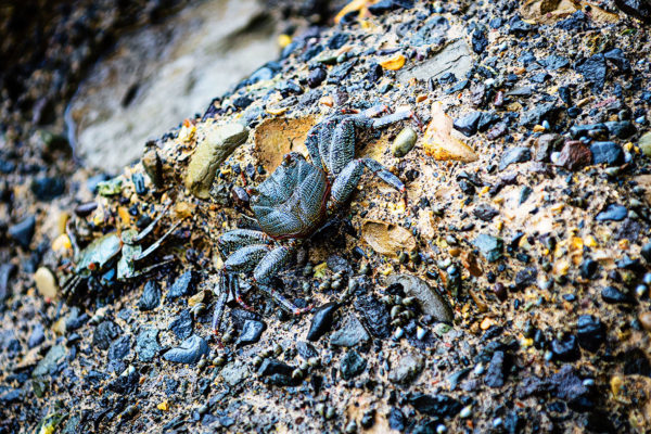 crabs in costa rica