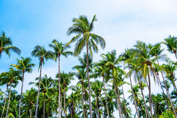 palm trees