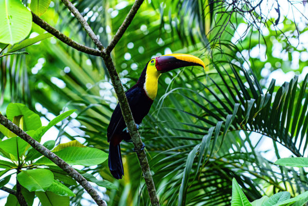 Chestnut Mandible Toucan