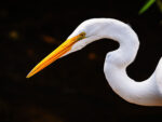 Great Egret portrait