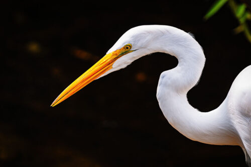 Great Egret portrait