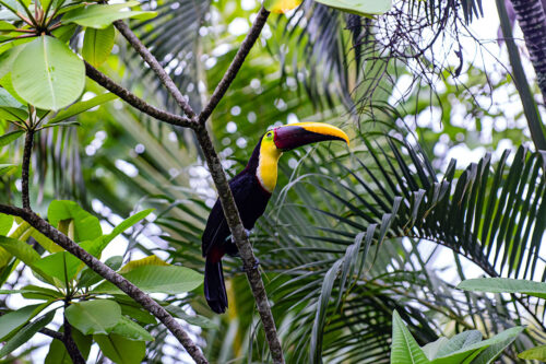 Toucans in Costa Rica