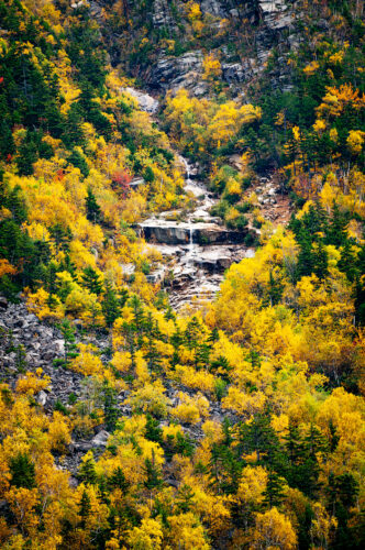 mountainside foliage